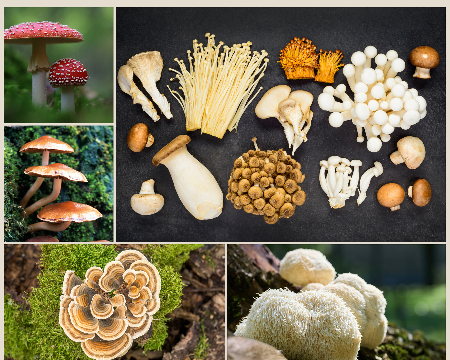 Mushrooms